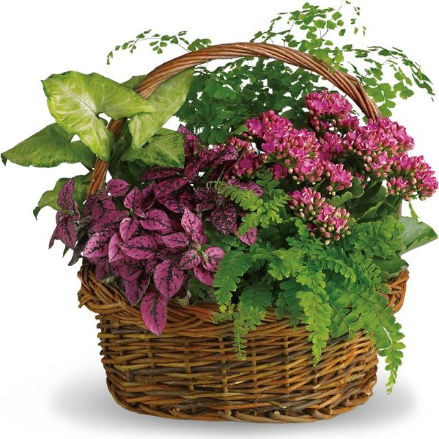Foto Cesta de flores Aromas del Campo