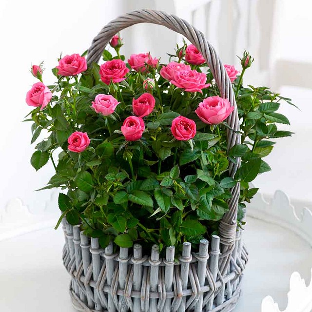 Foto Cesta de rosas Sueños rosas