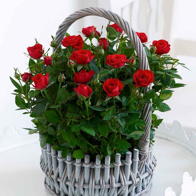 Foto Cesta de rosas rojas
