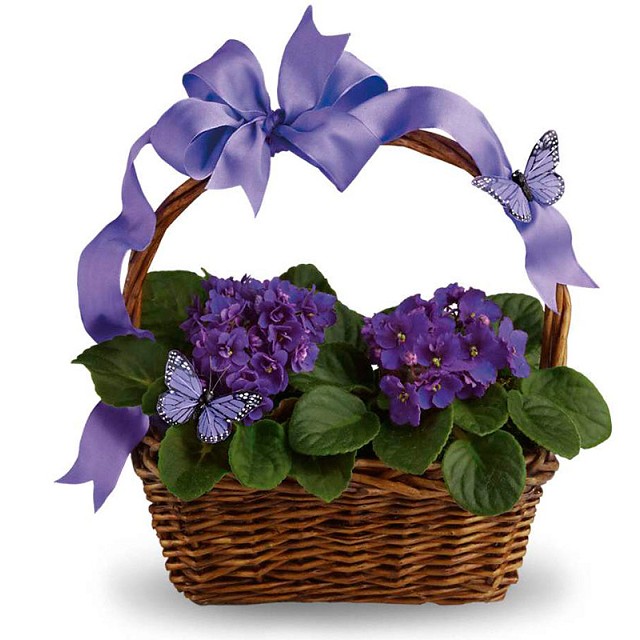 Foto Cesta de violetas