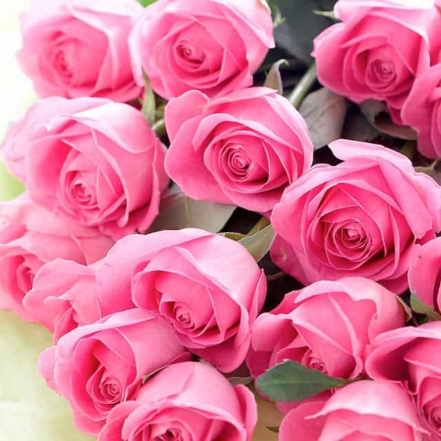 Foto Ramo de Rosas de color Rosa